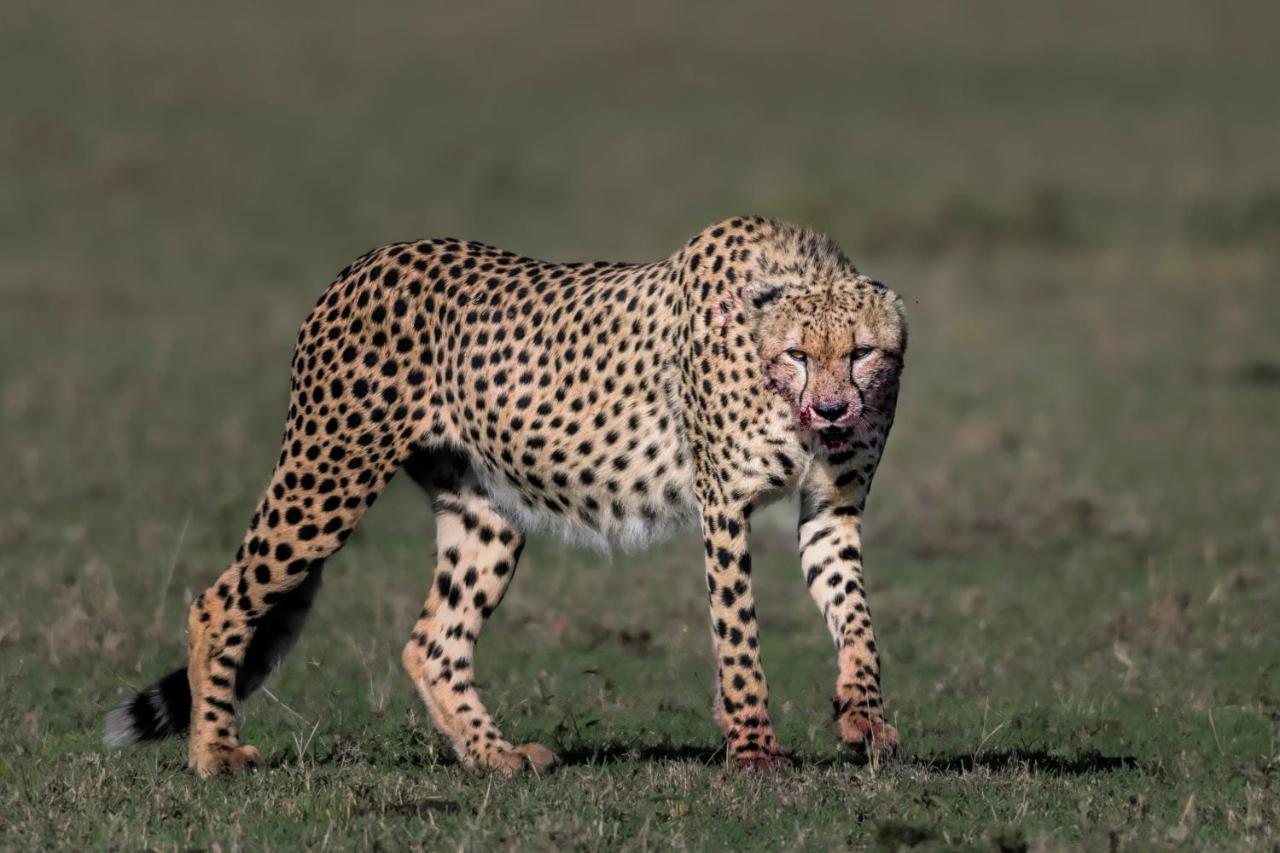 Отель Talek Olkinyei Camp Экстерьер фото