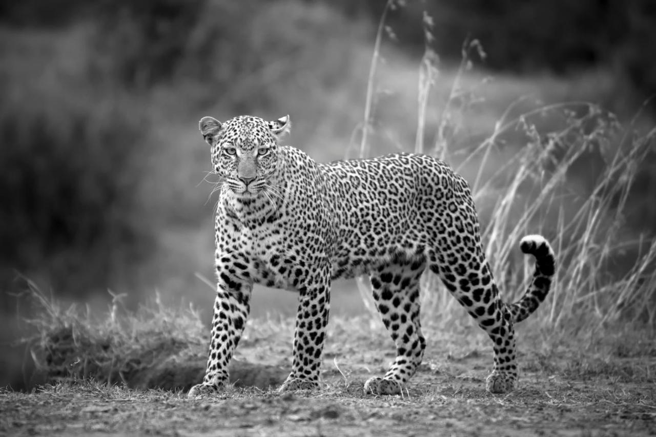 Отель Talek Olkinyei Camp Экстерьер фото