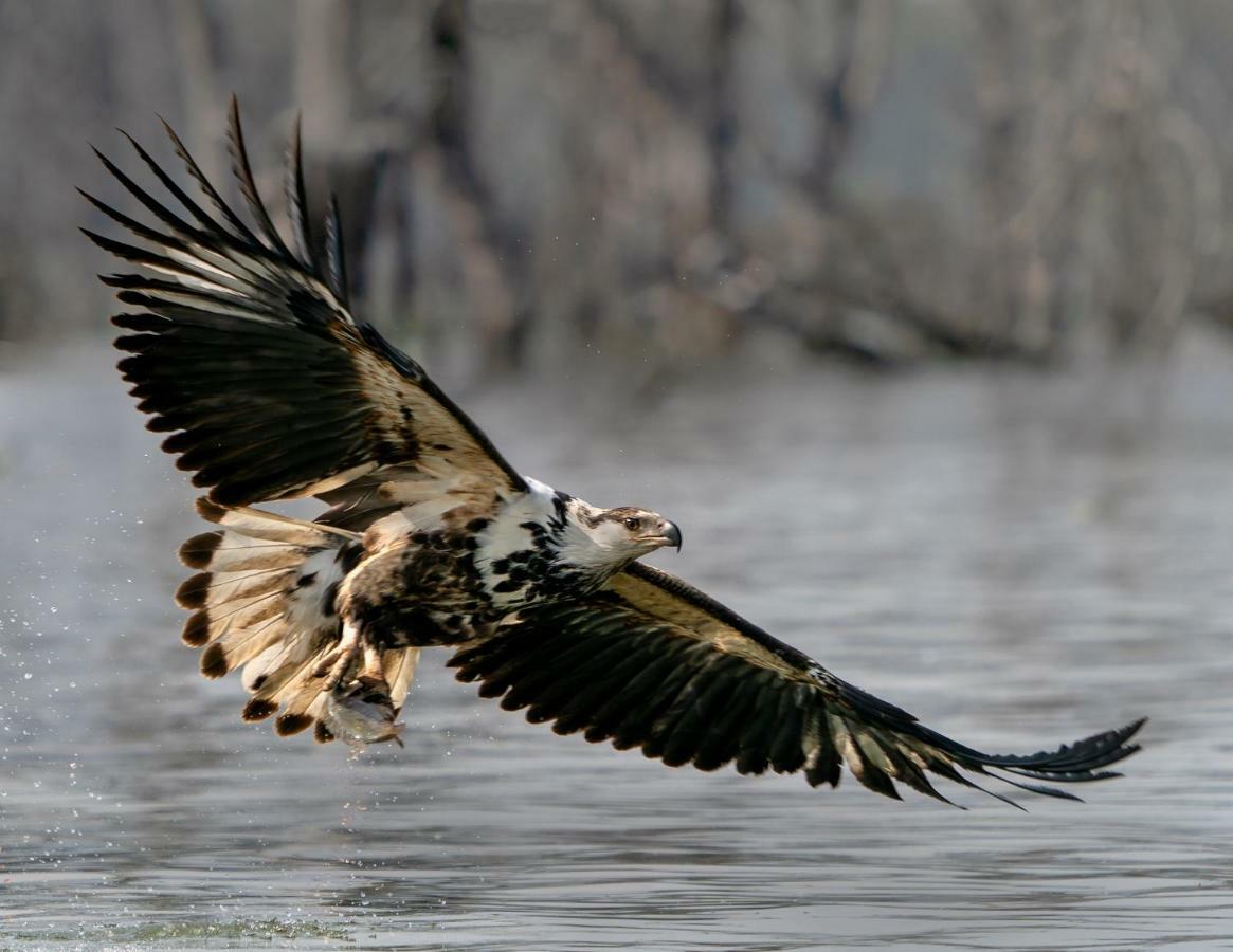 Отель Talek Olkinyei Camp Экстерьер фото